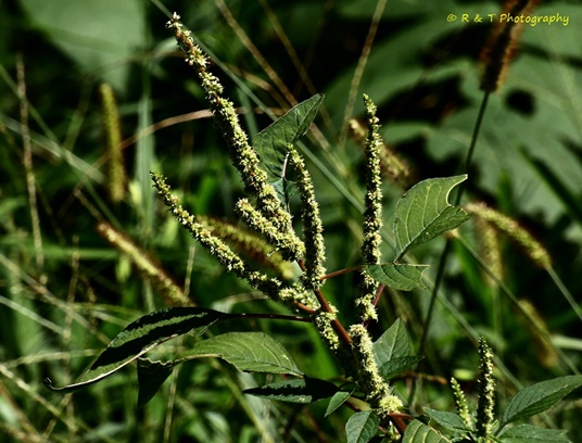 {Amaranthus spinosus}